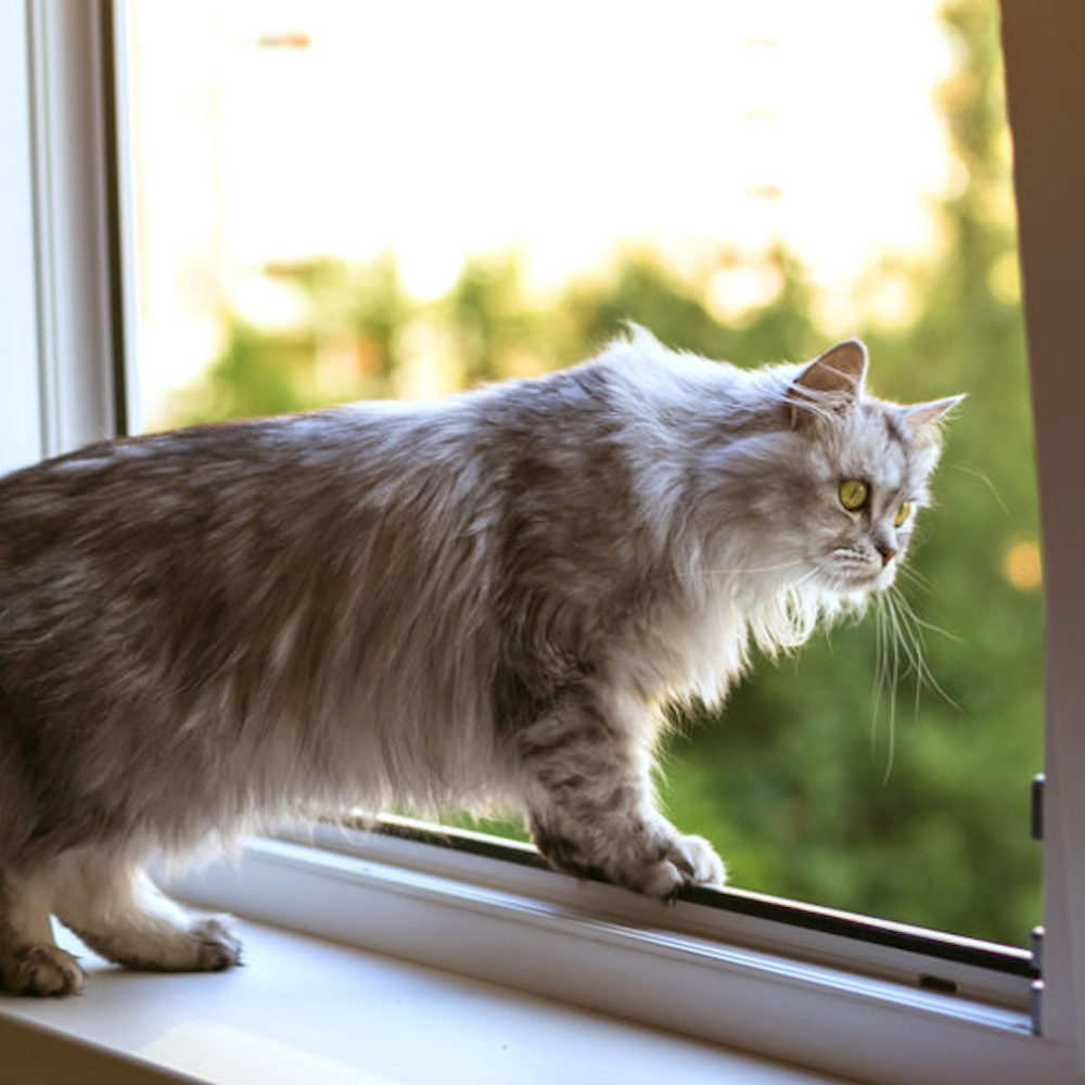 Window Mesh For Cats - Black Frame - 500mm x 500mm | 19in x 19in, image 7